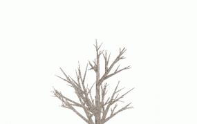 88  Openg植物三维建模 树木